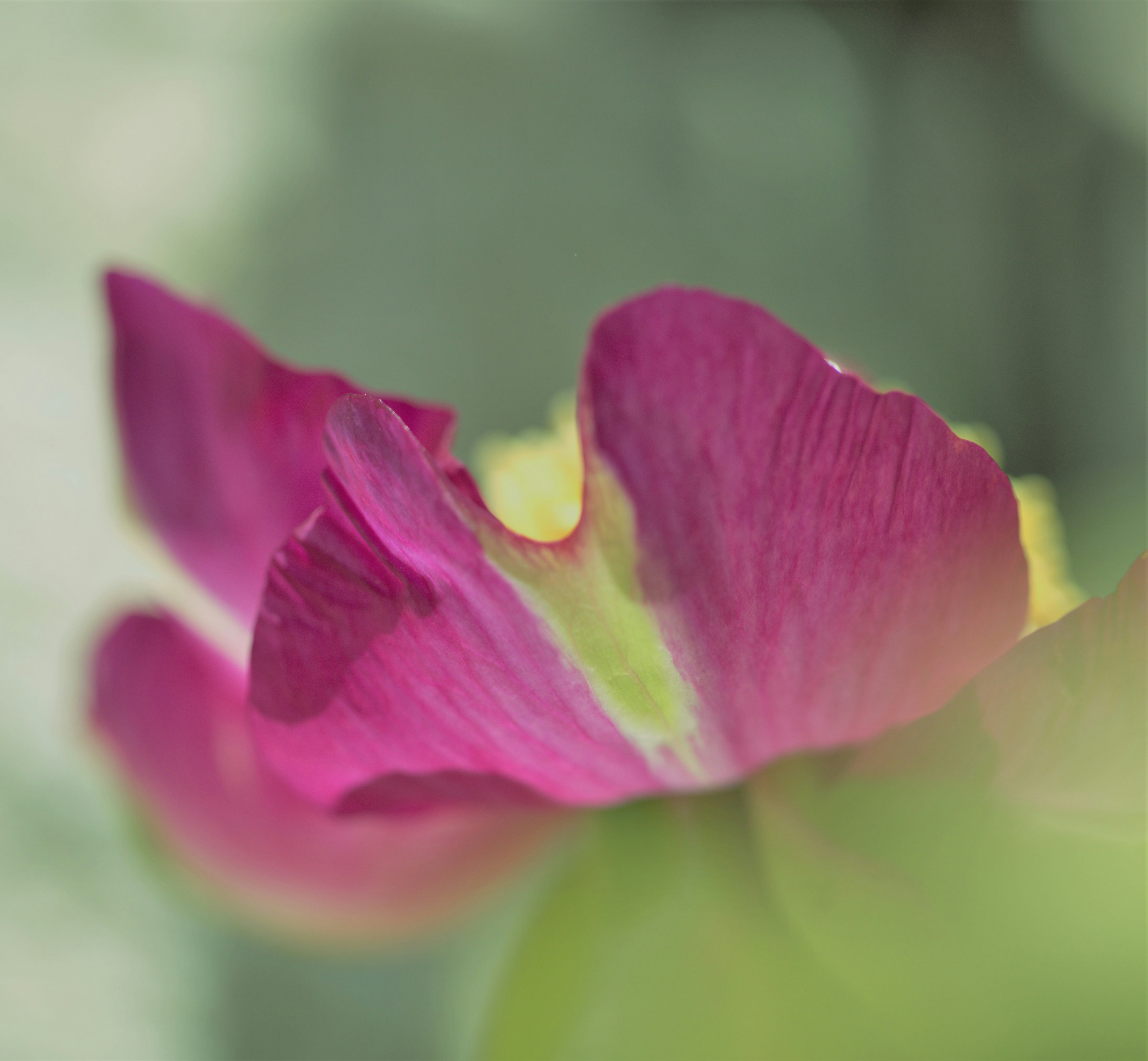 Photo by gabyfishmanfosbery