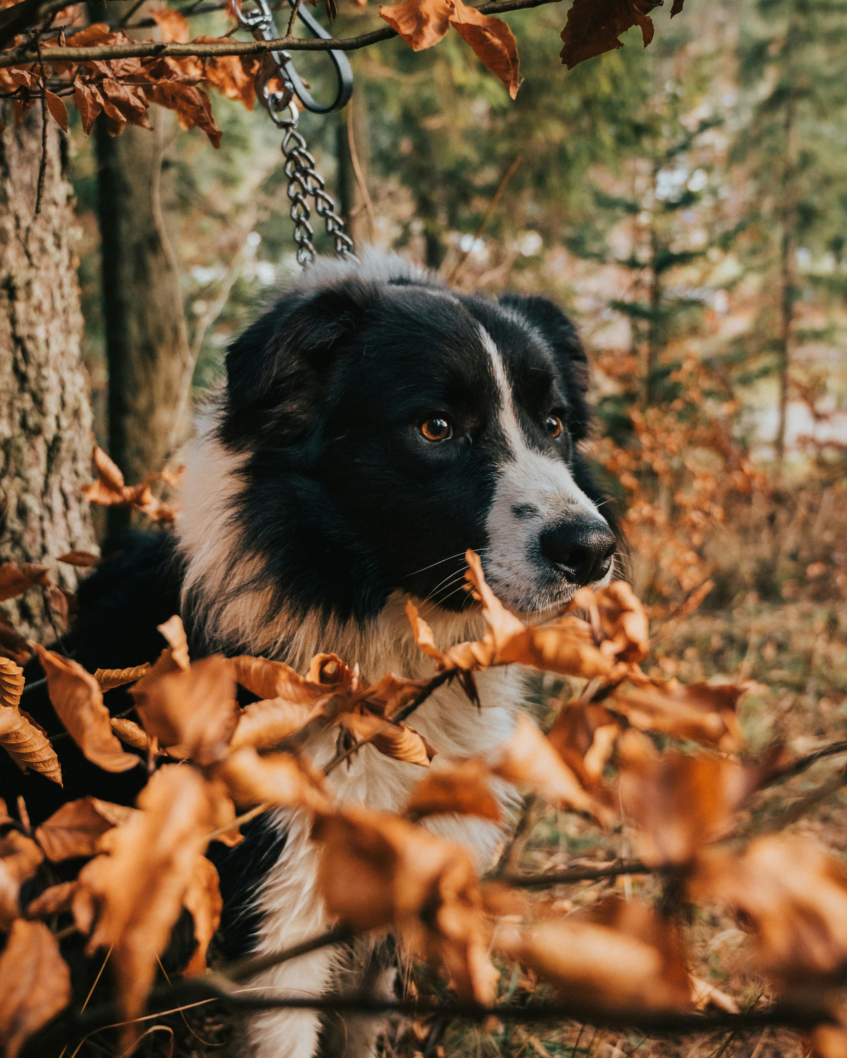 Photo by tamas_tuzeskatai