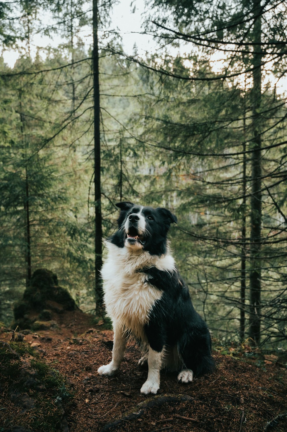 a black and white dog sitting in the woods