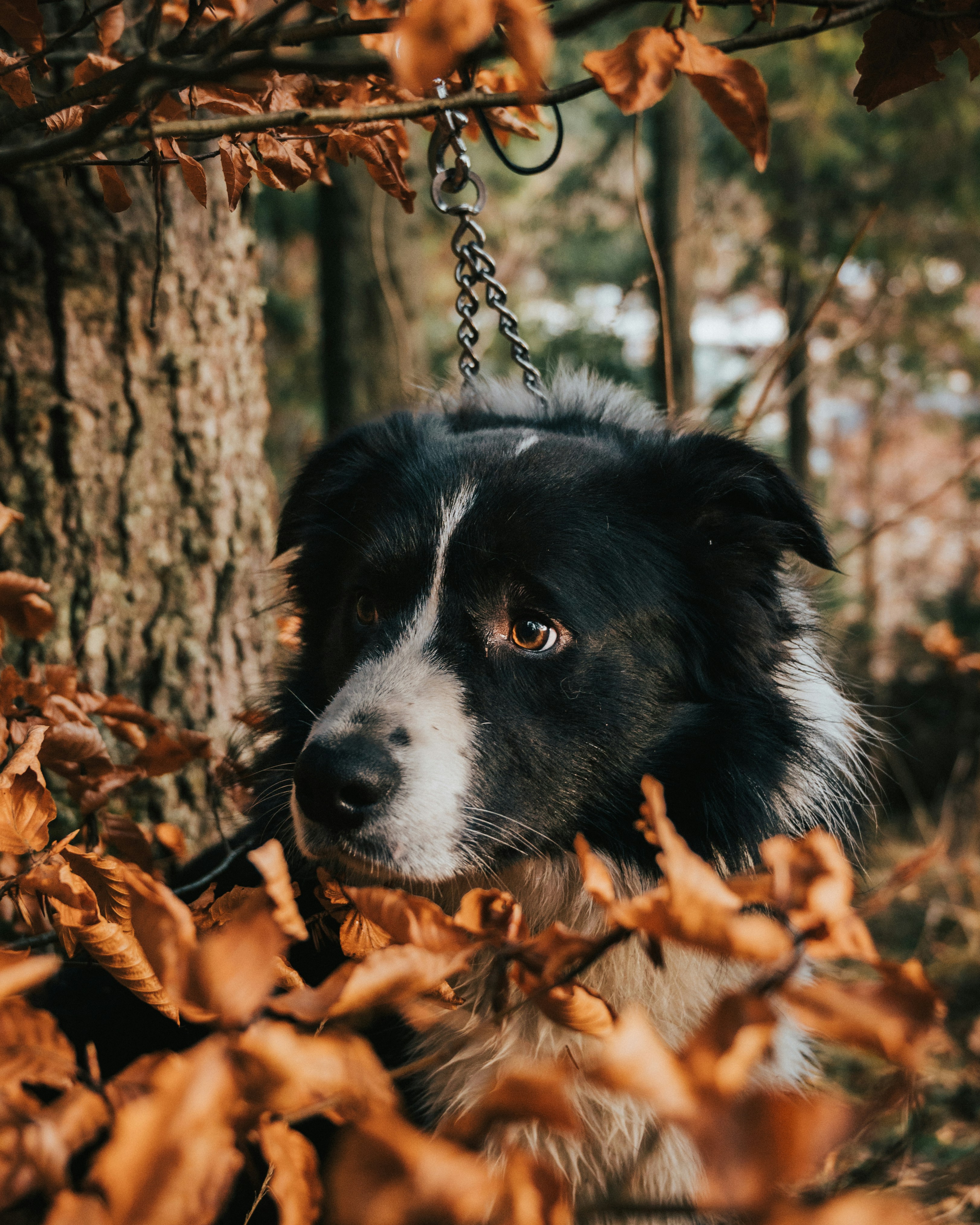 Photo by tamas_tuzeskatai