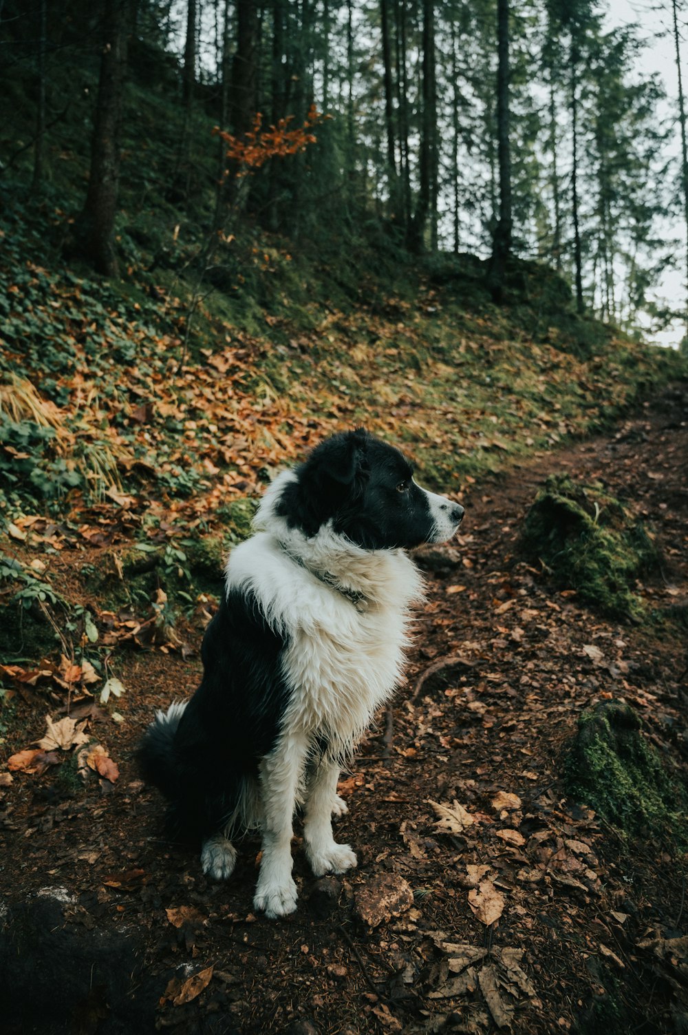 a black and white dog sitting on top of a dirt road