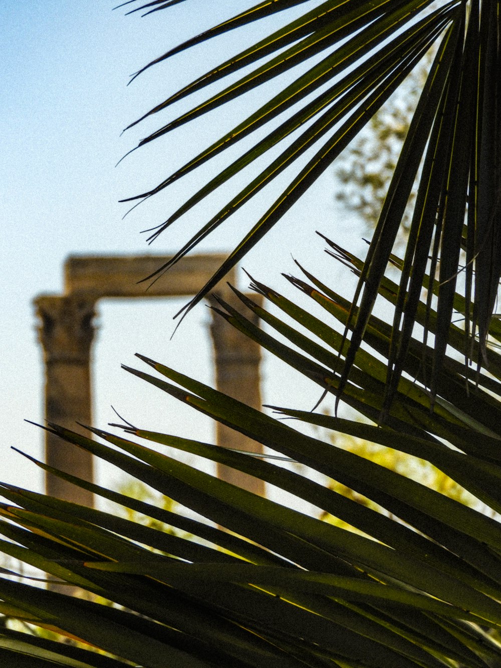 a bird is perched on a palm tree