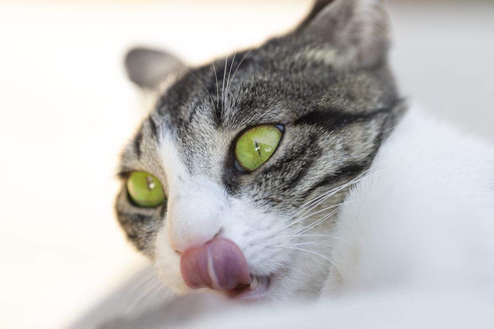 a gray and white cat sticking its tongue out