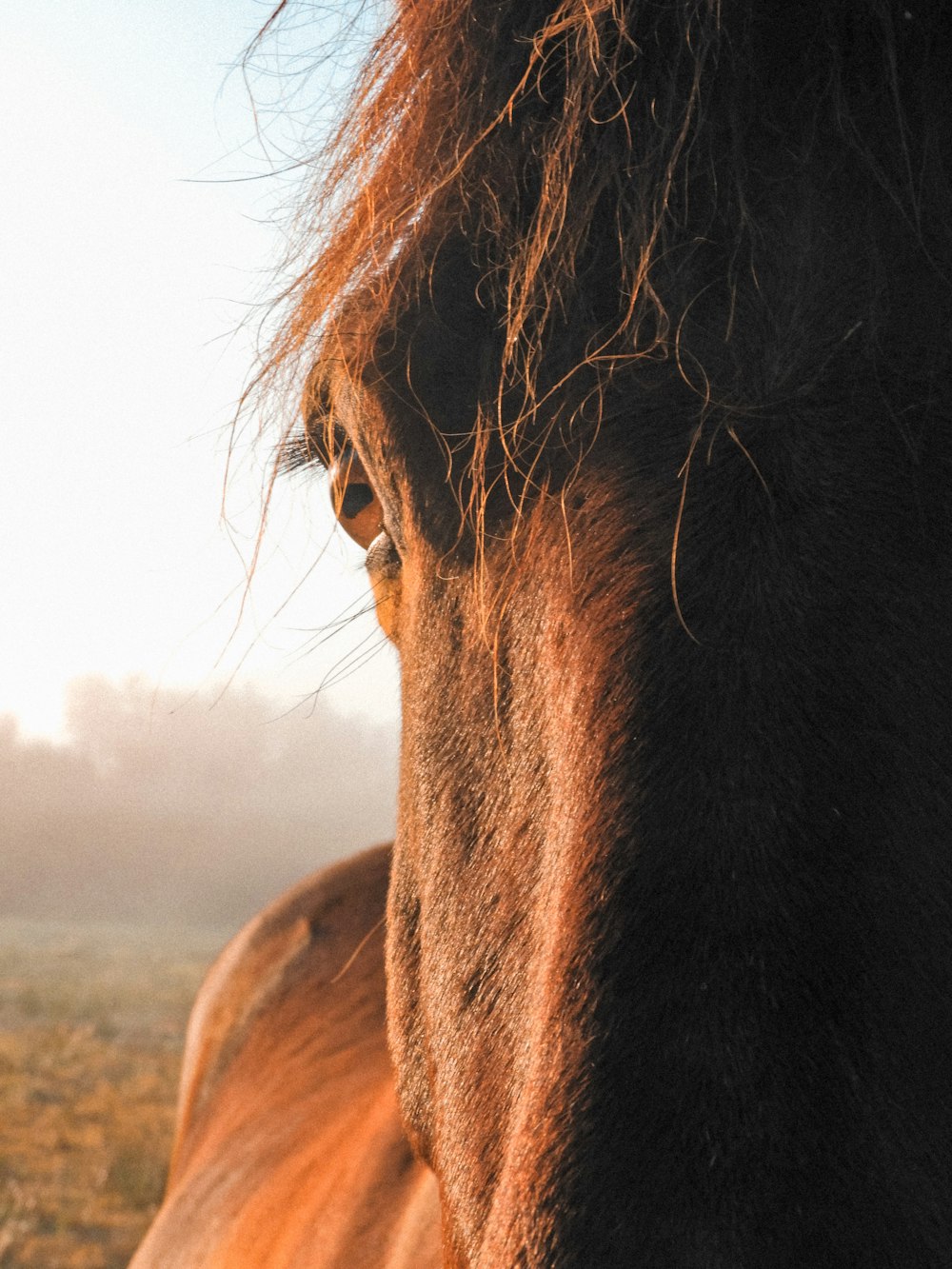 un cheval brun debout au sommet d’un champ couvert d’herbe