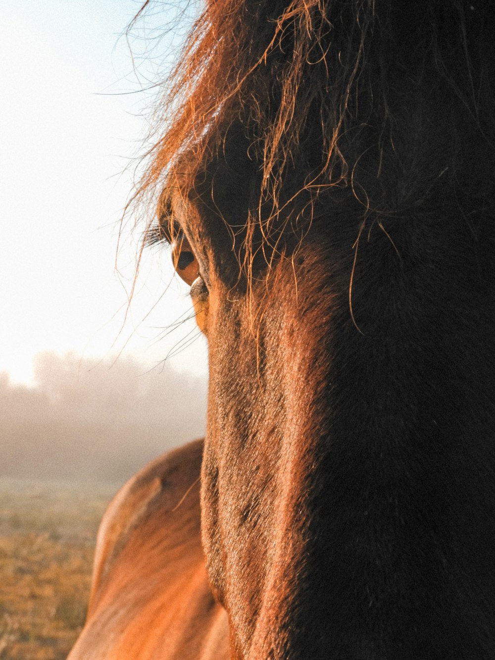 Ein braunes Pferd steht auf einem grasbedeckten Feld