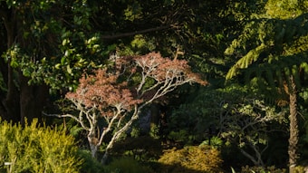 A serene forest landscape with dense foliage and a variety of trees. Sunlight filters through the leaves, highlighting a tree with white branches and reddish hues. The surrounding vegetation features deep greens and vivid textures, creating a tranquil and natural setting.