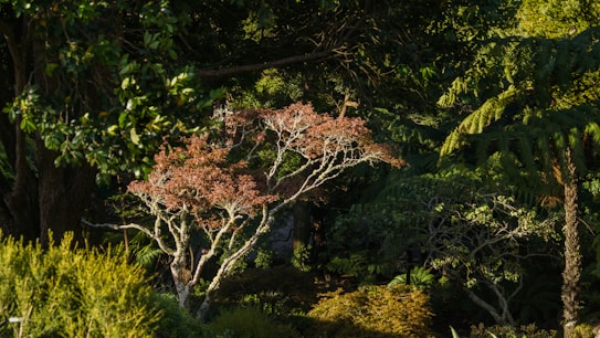 A serene forest landscape with dense foliage and a variety of trees. Sunlight filters through the leaves, highlighting a tree with white branches and reddish hues. The surrounding vegetation features deep greens and vivid textures, creating a tranquil and natural setting.