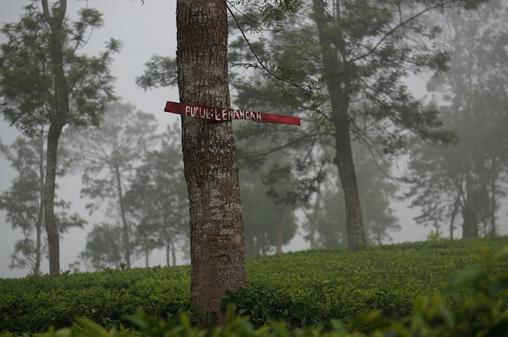 a sign that is on the side of a tree