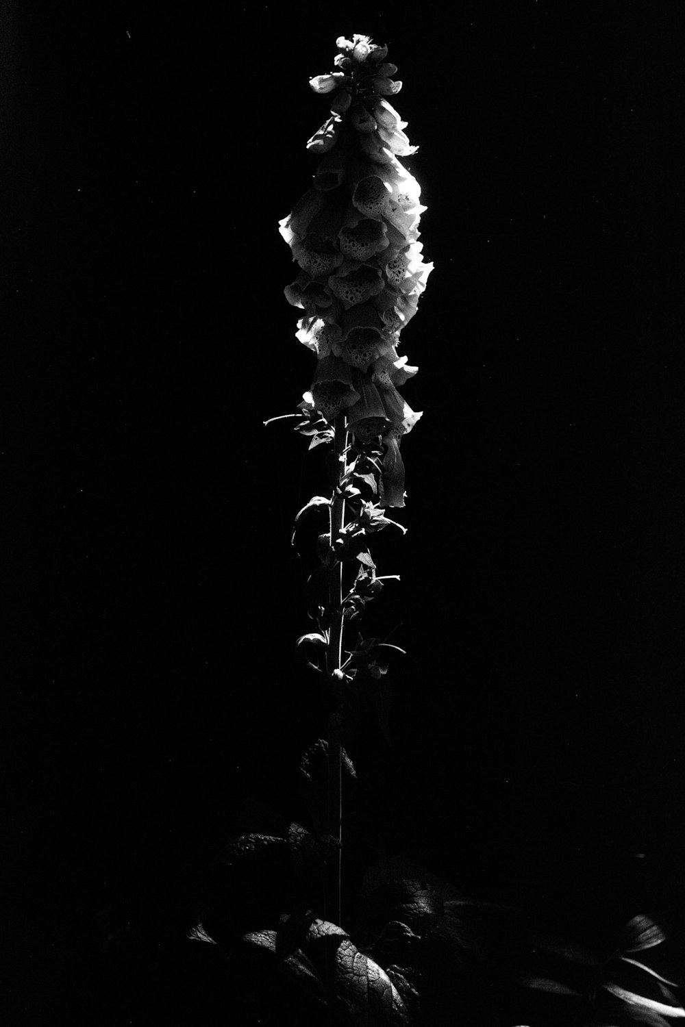 a black and white photo of a flower