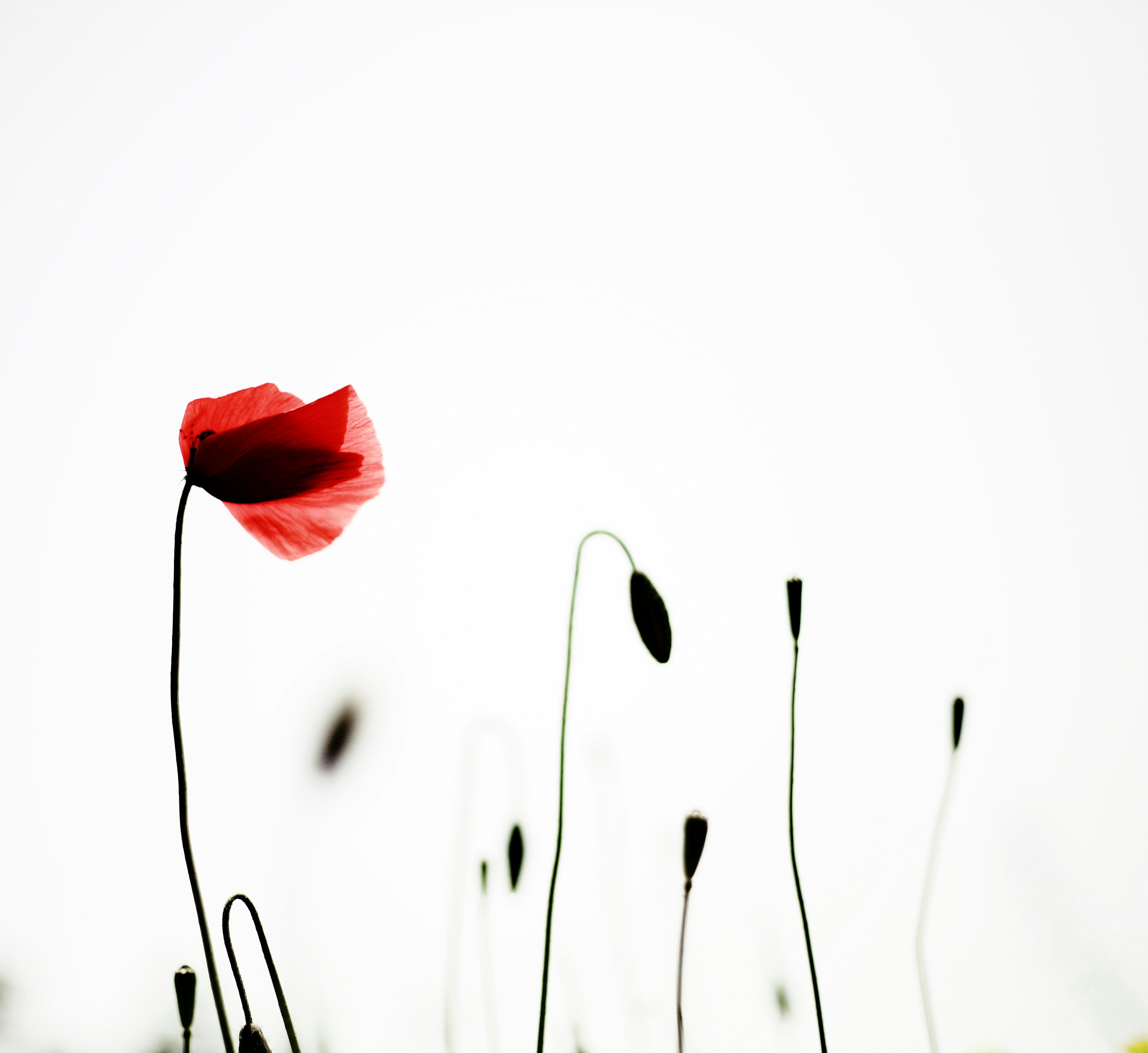 a single red flower sitting in the middle of a field
