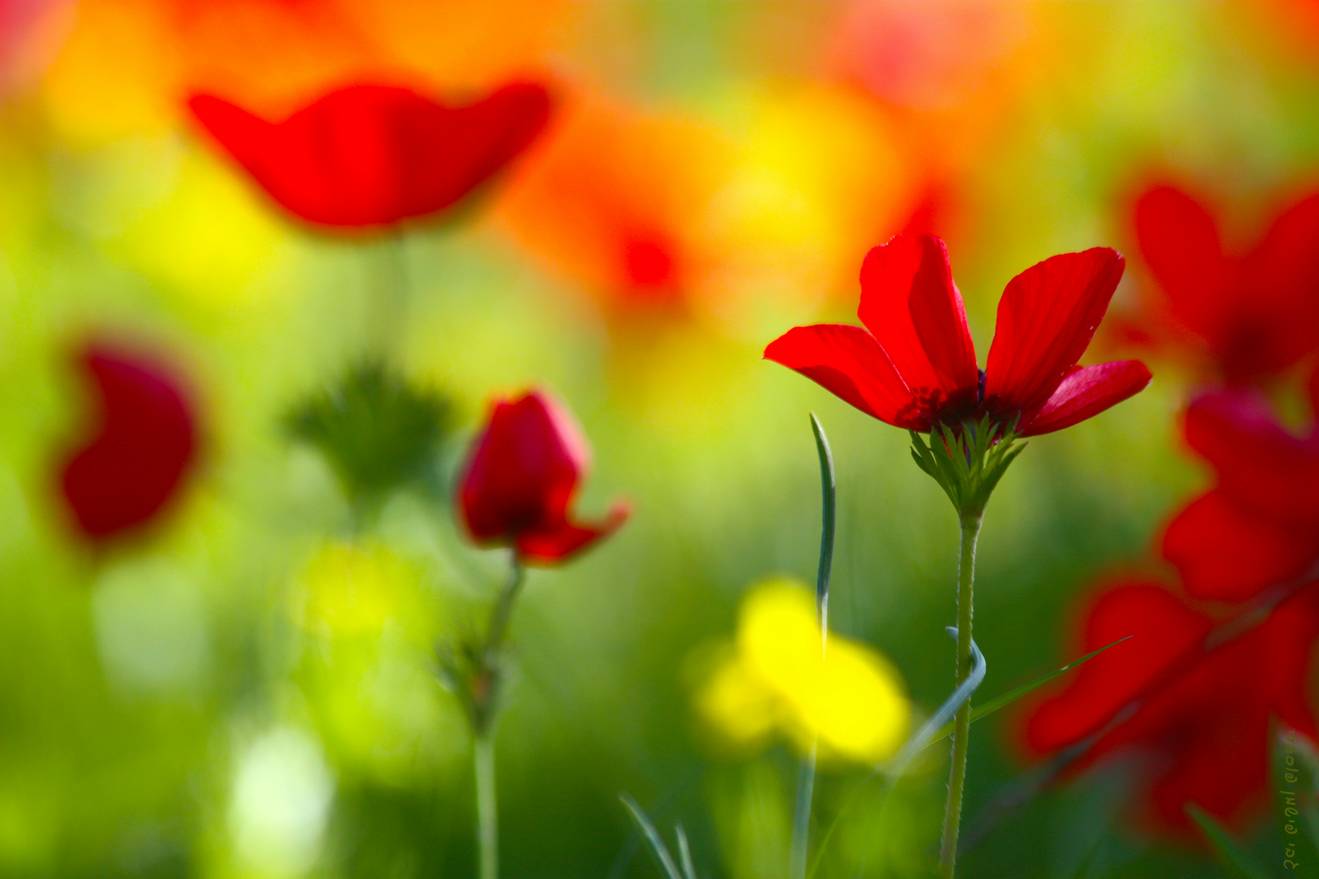 Photo by gabyfishmanfosbery