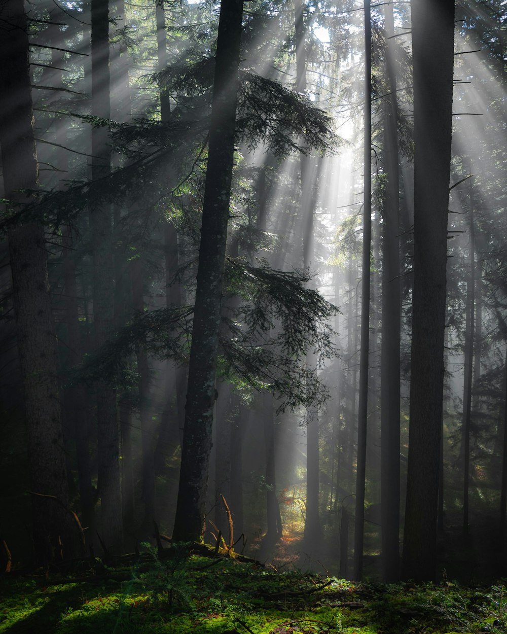 uma floresta cheia de muitas árvores altas