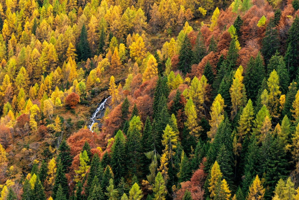 an aerial view of a forest with lots of trees