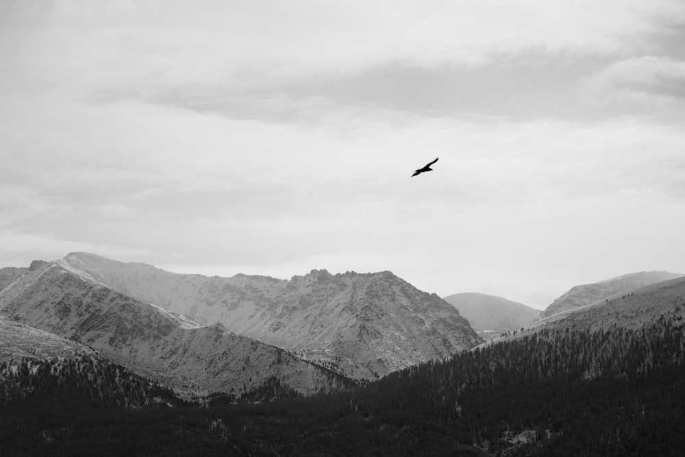 a black and white photo of a bird flying over a mountain range