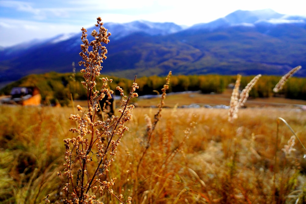 a field with grass and mountains in the background