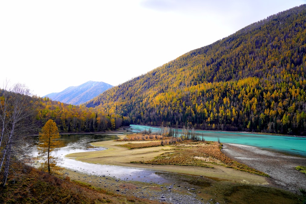 a river running through a lush green forest