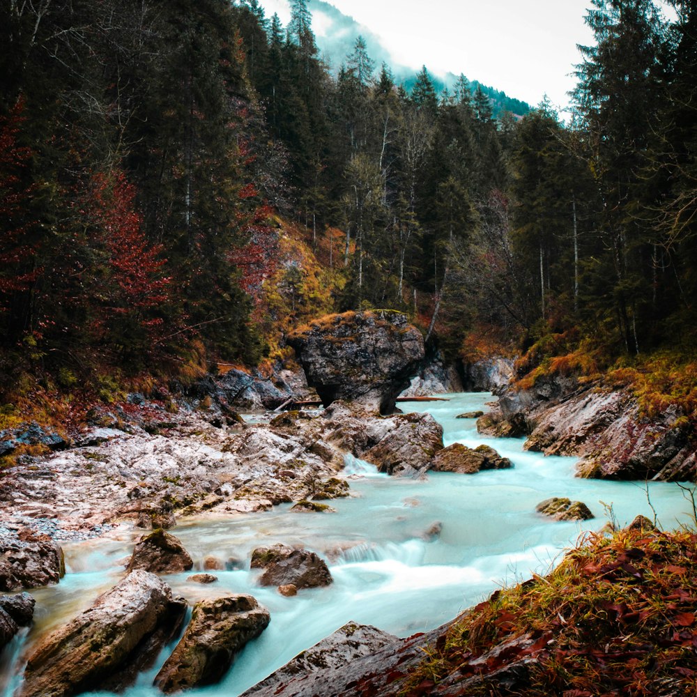 a river running through a lush green forest