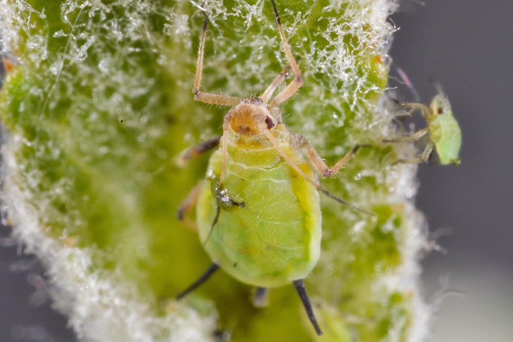 a close up of a bug on a plant