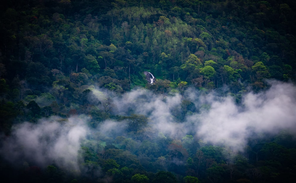 a bird flying over a lush green forest