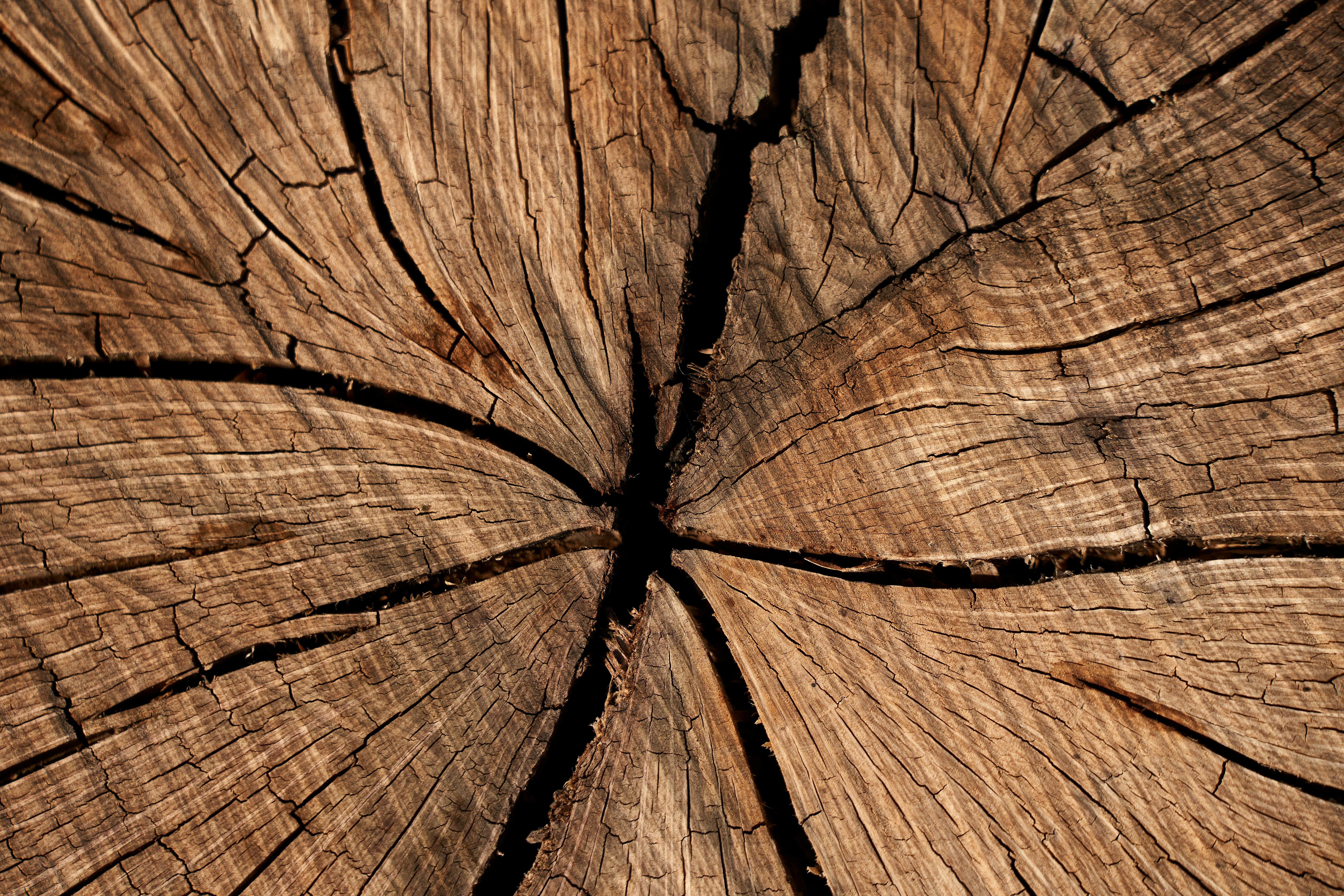 Photo by wolfgang_hasselmann