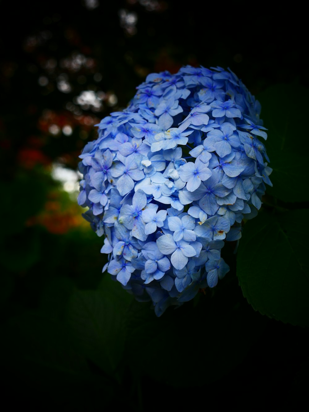 a close up of a blue flower with green leaves