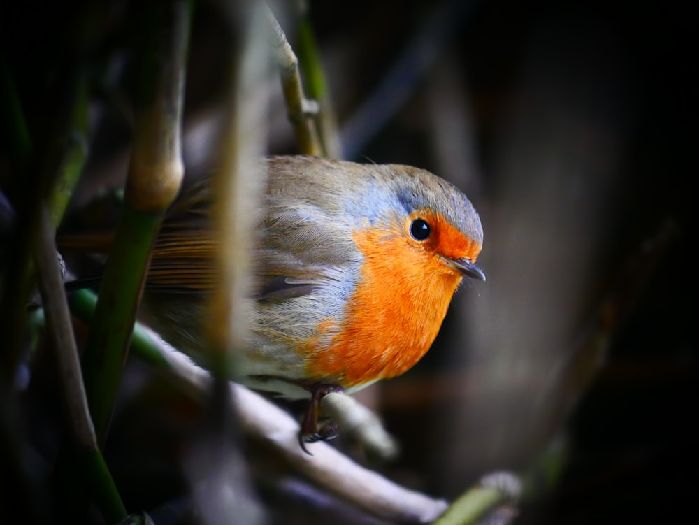 a close up of a bird on a tree branch