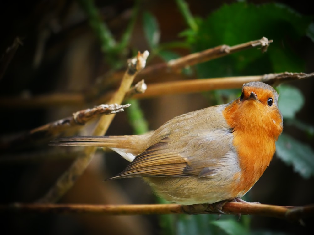 a small bird perched on a tree branch