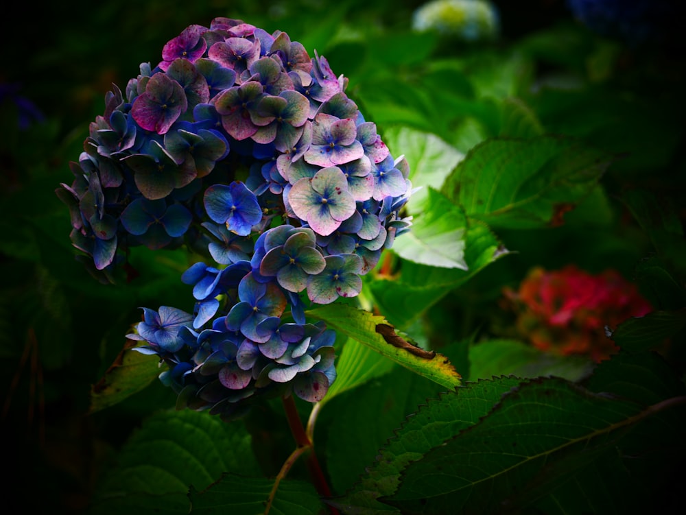 a close up of a blue and purple flower