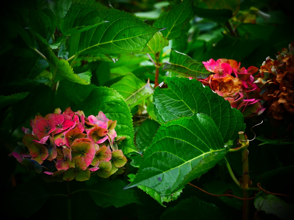 a bunch of flowers that are on a tree