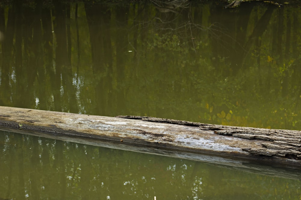 a bird sitting on a log in the water