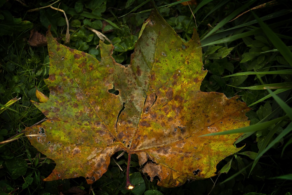 a leaf that is sitting in the grass