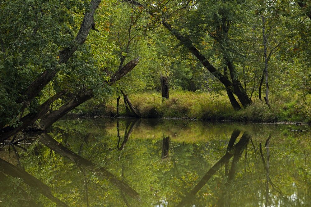 a body of water surrounded by trees and grass