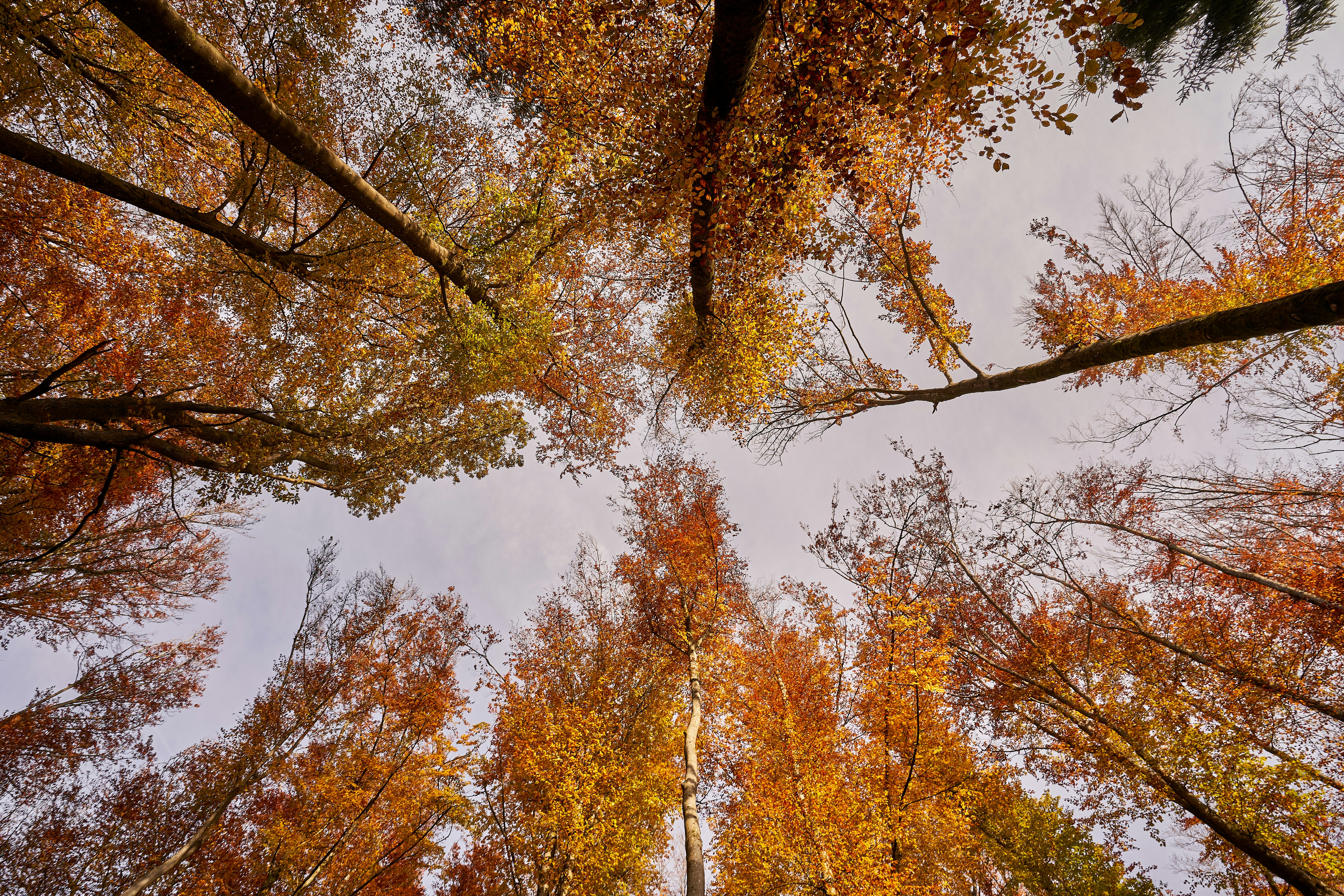 Photo by wolfgang_hasselmann