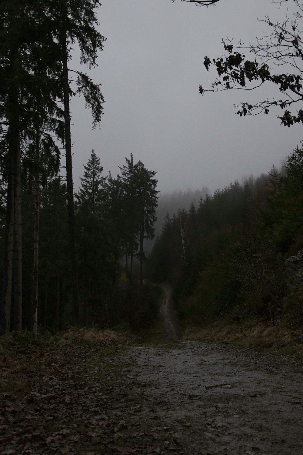 a dirt road in the middle of a forest