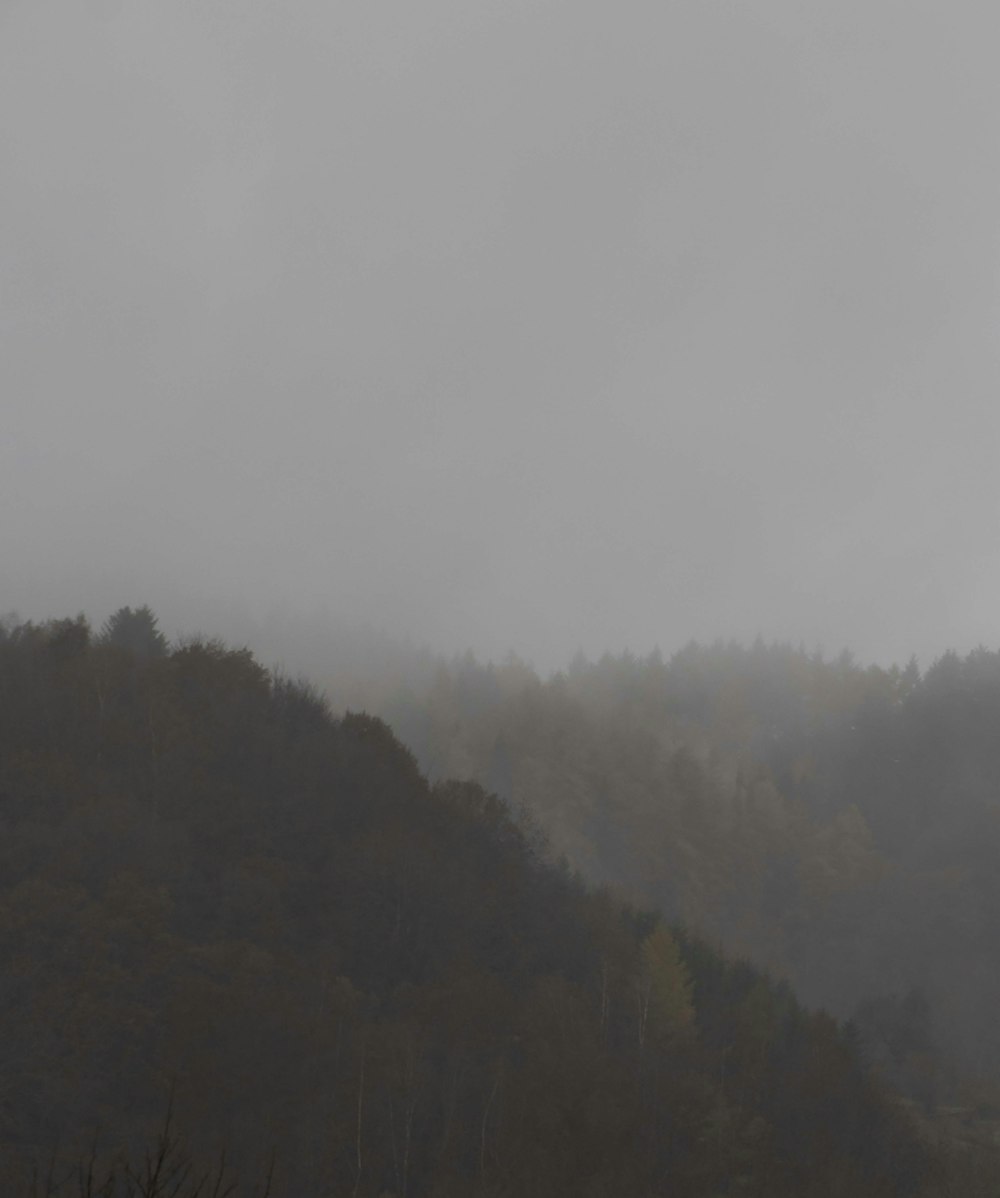 a plane flying over a forest on a foggy day