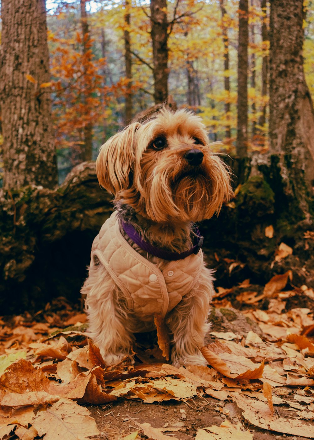 a small dog is sitting in the leaves