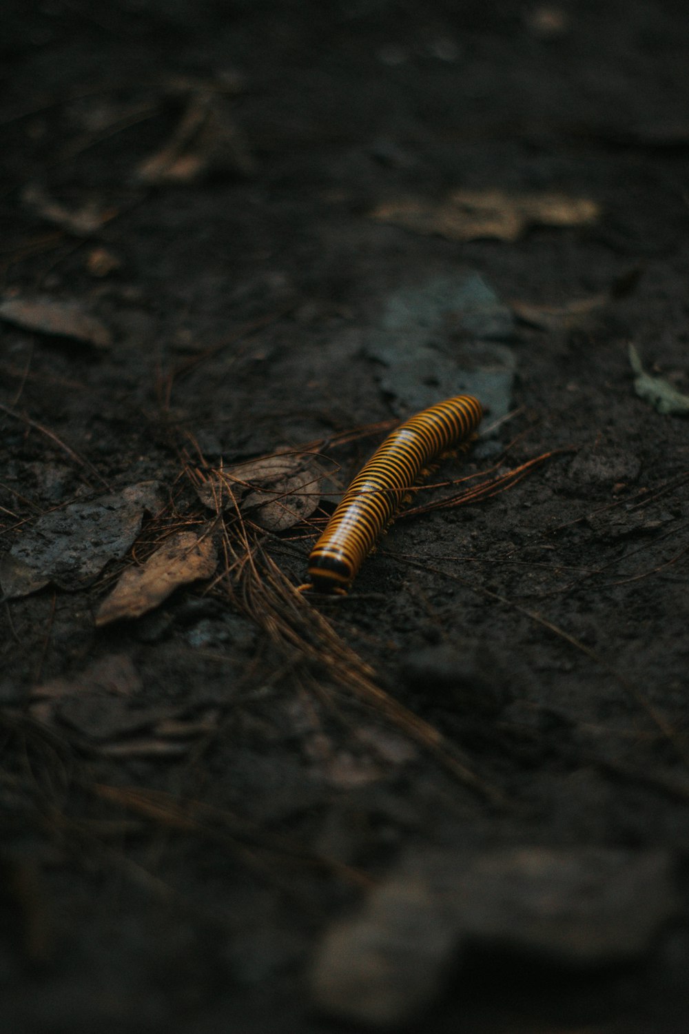 a yellow and black caterpillar on the ground