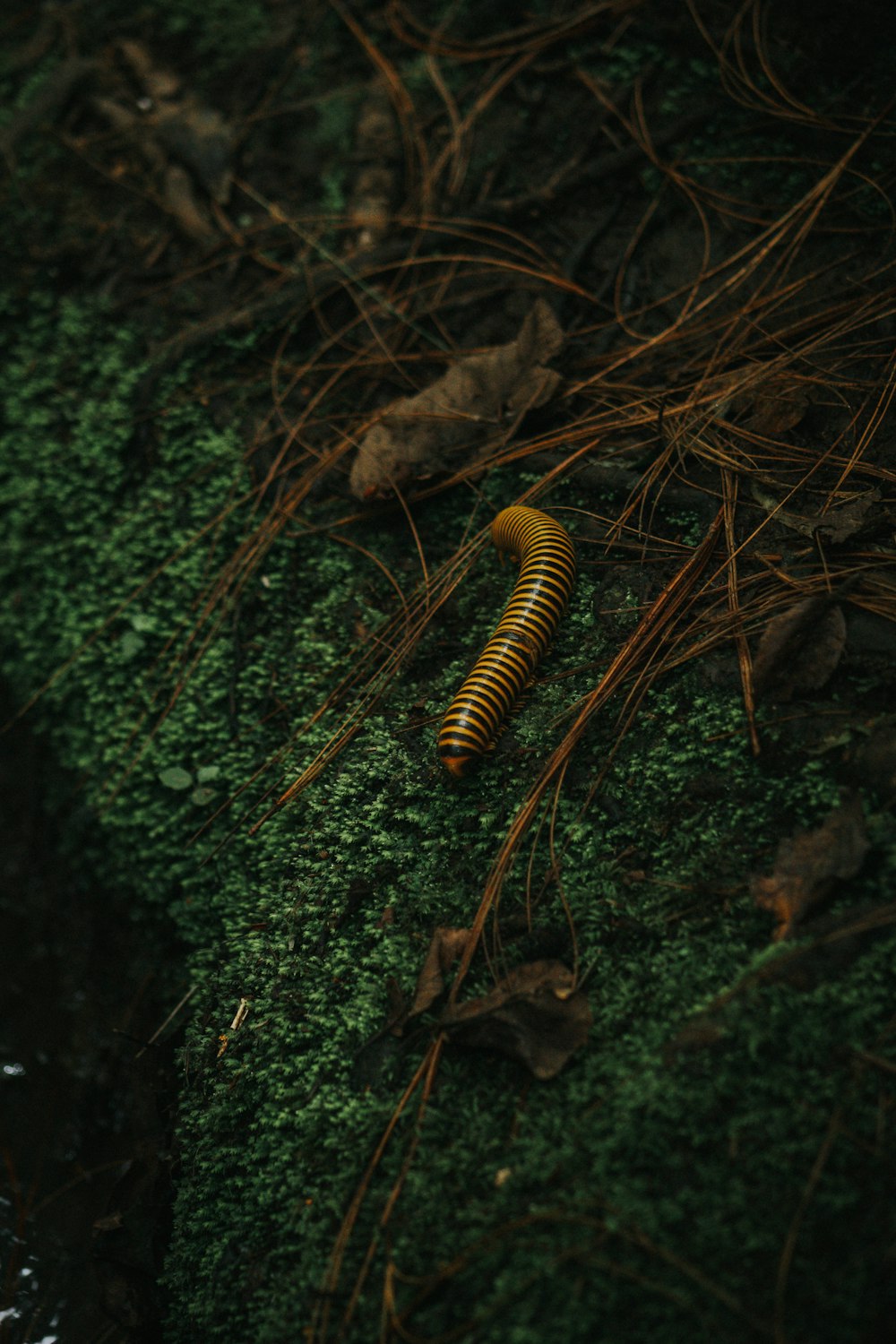 a caterpillar crawling on a moss covered rock