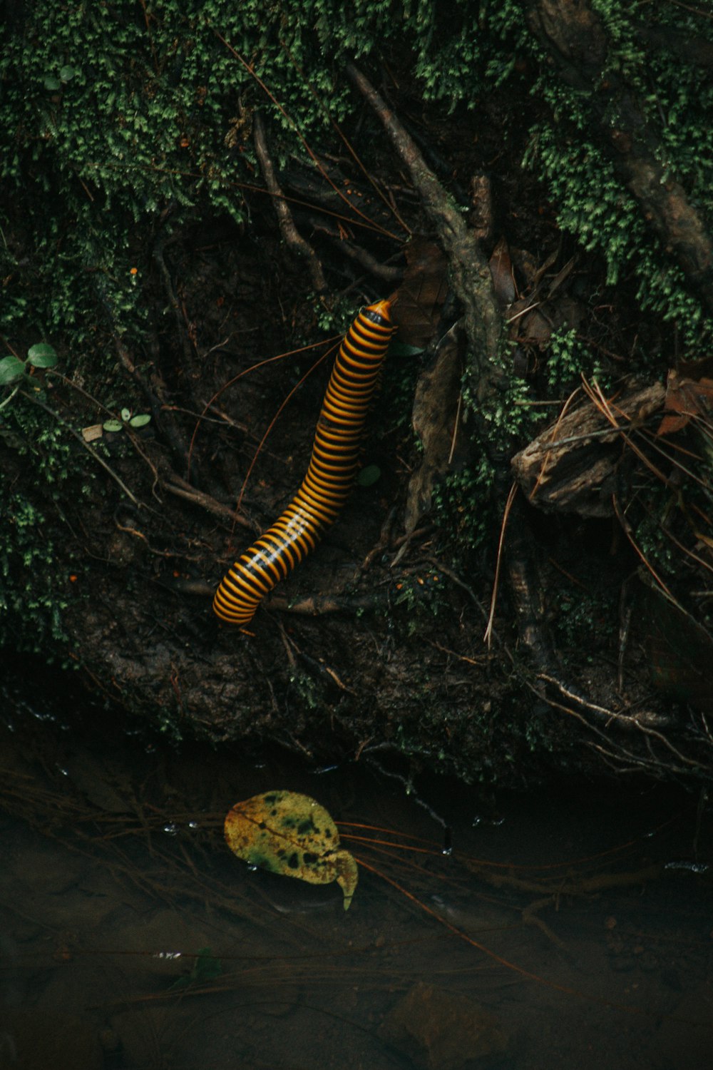 a yellow and black caterpillar sitting on top of a river