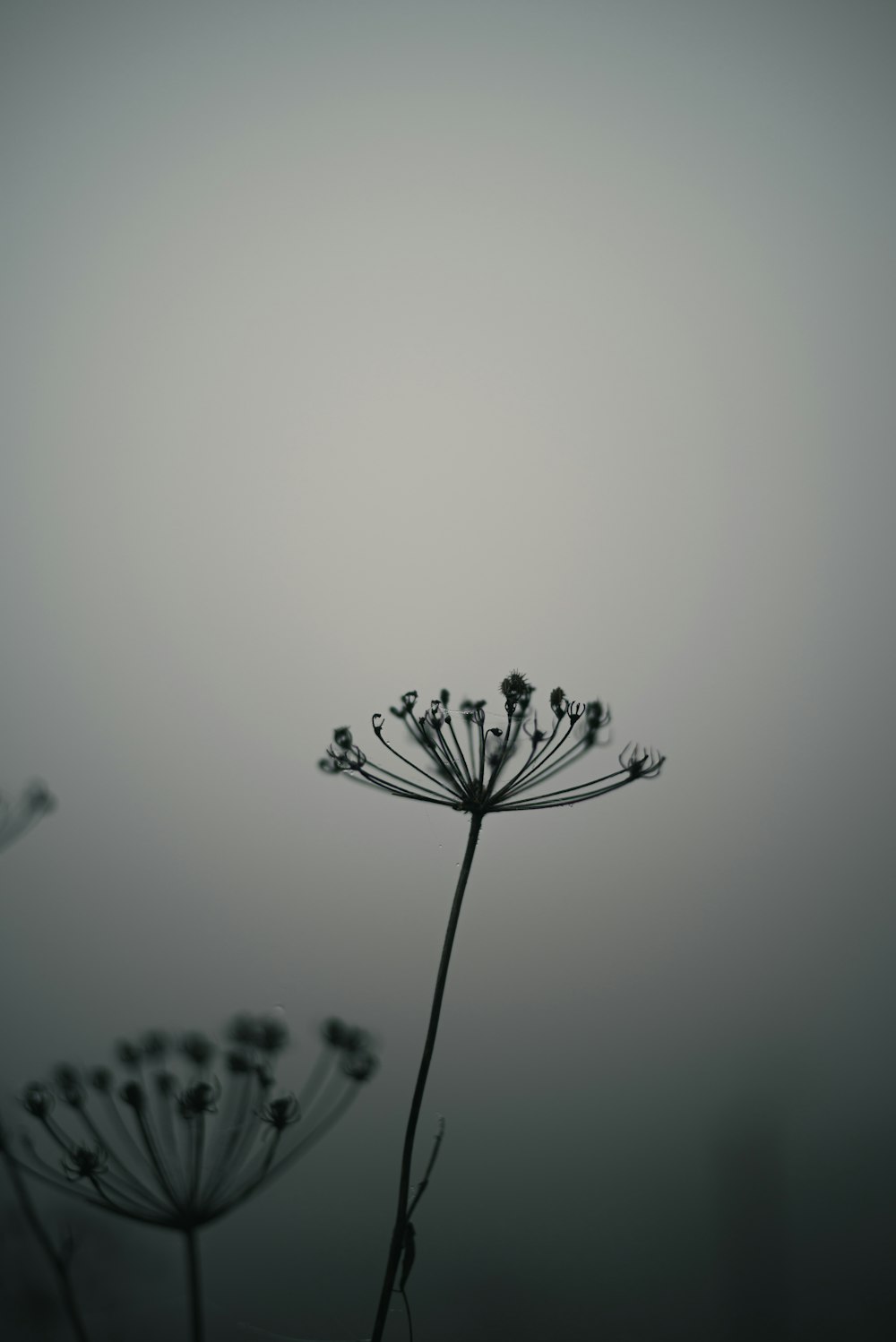 a black and white photo of a dandelion