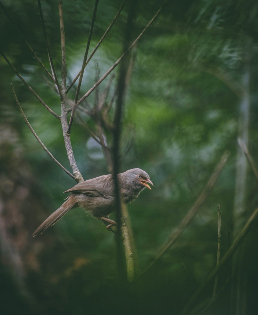 a bird perched on a branch in a forest