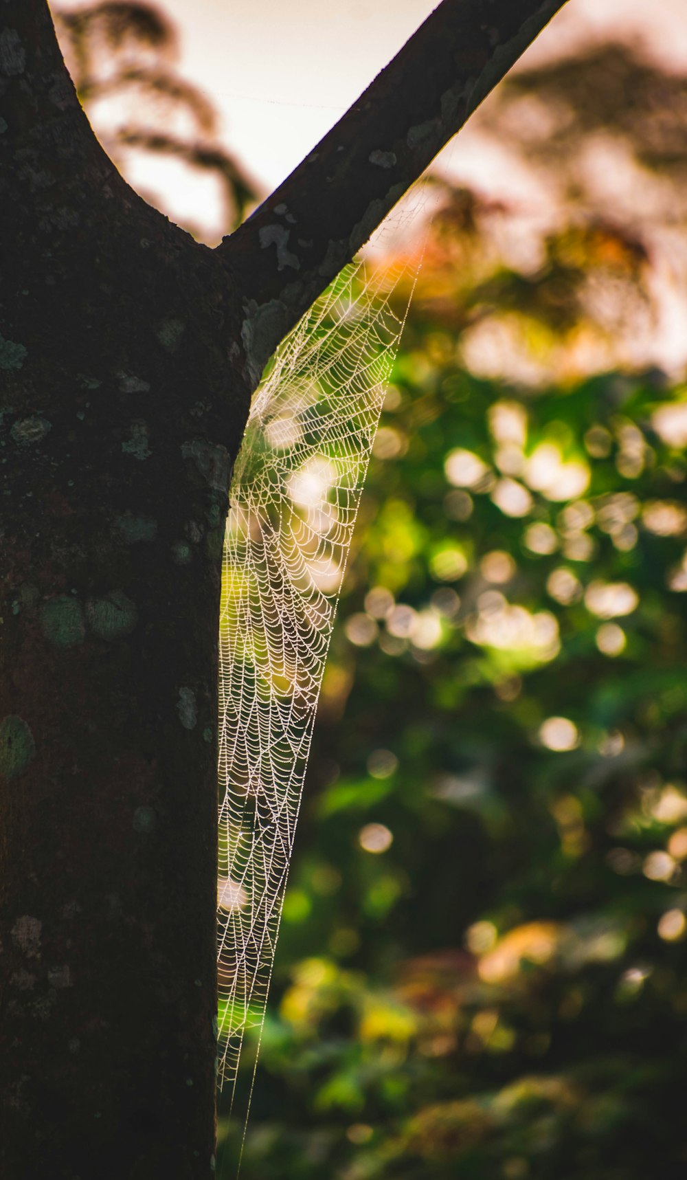 a spider web is attached to a tree