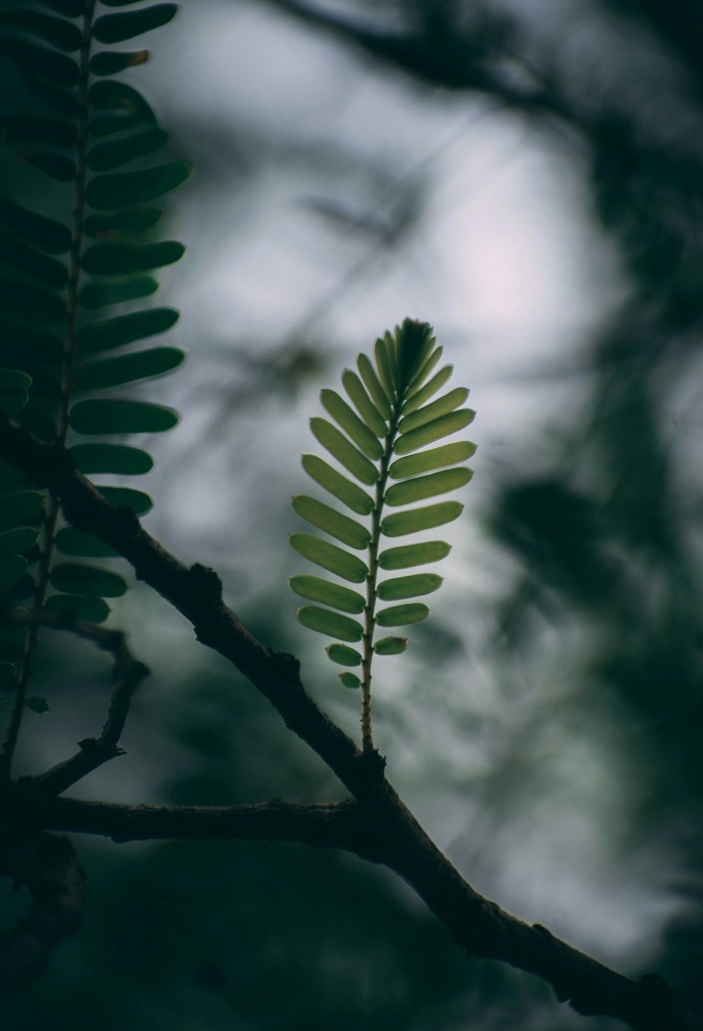 a green leaf is sitting on a branch