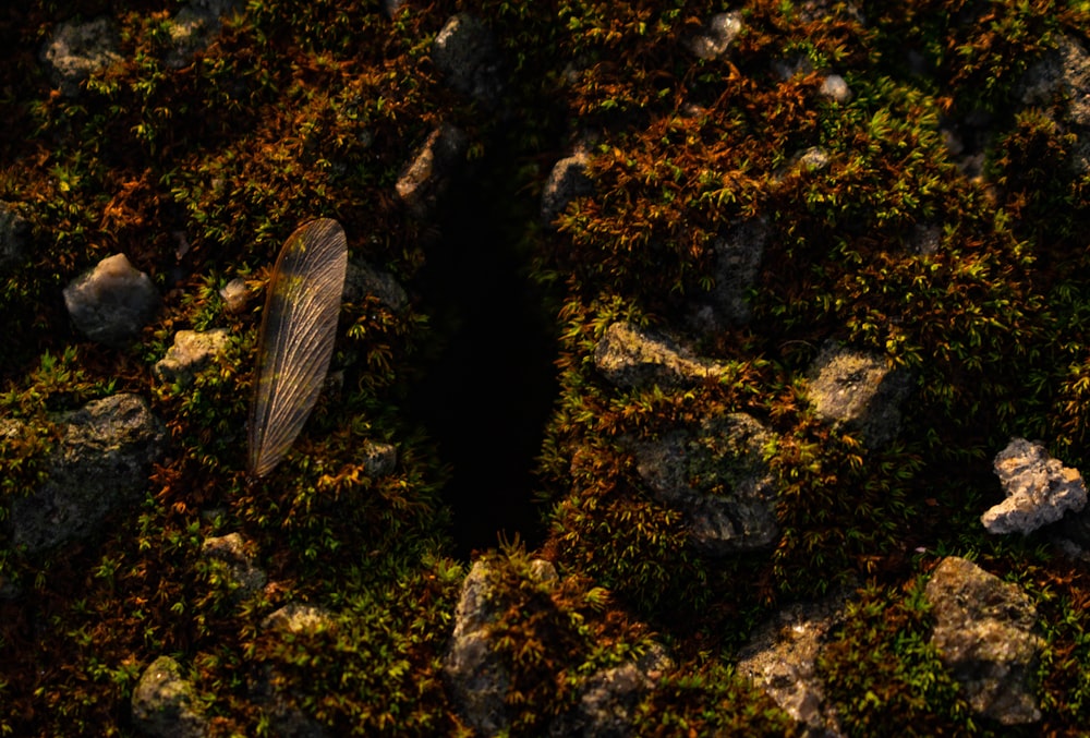a close up of a mossy surface with rocks