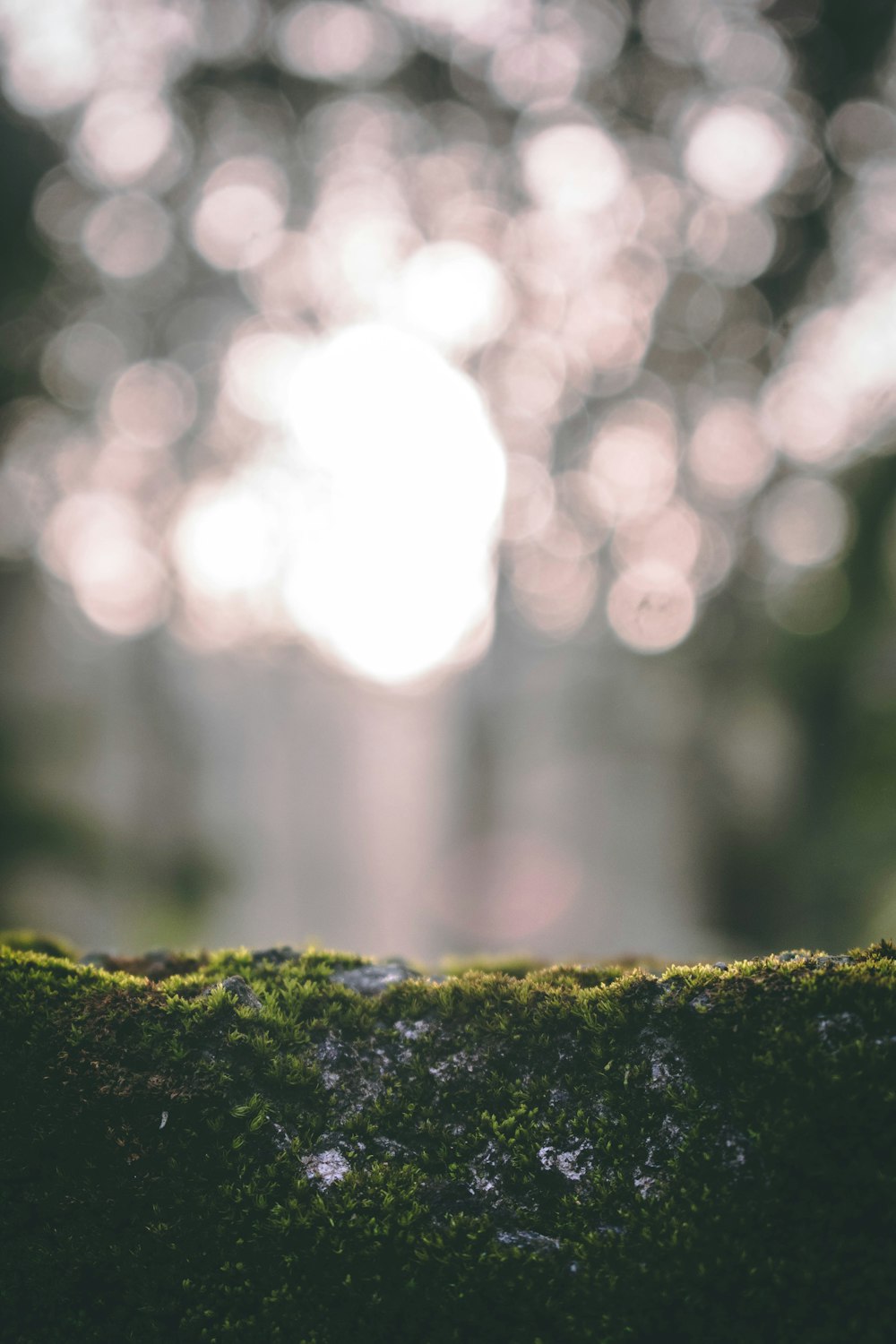 a close up of a mossy surface with a blurry background