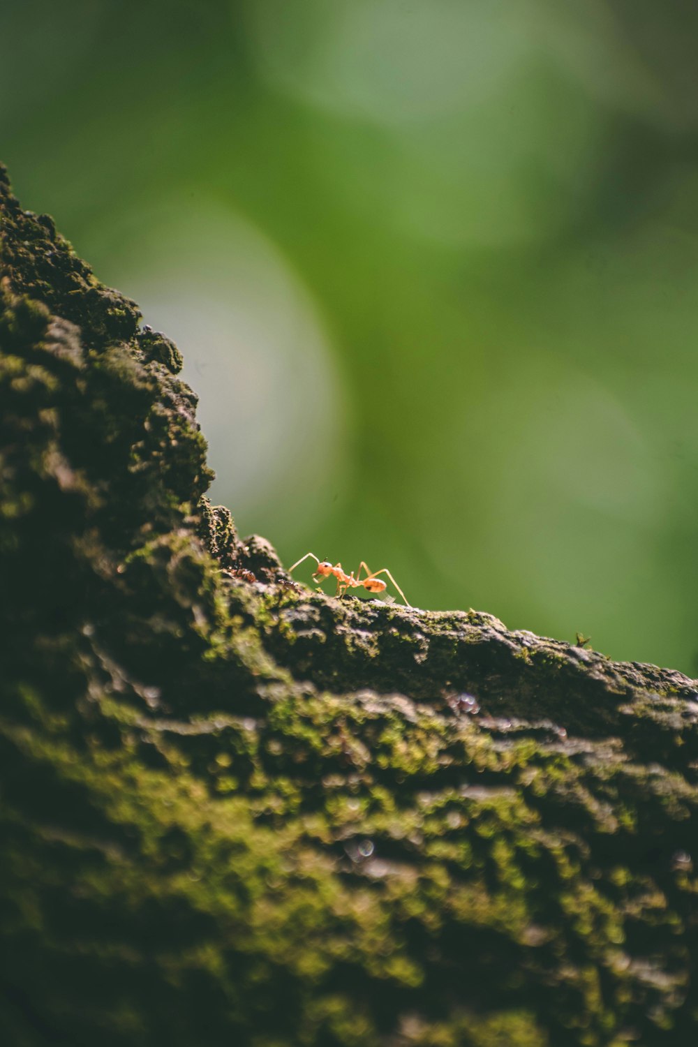 a close up of a small insect on a tree