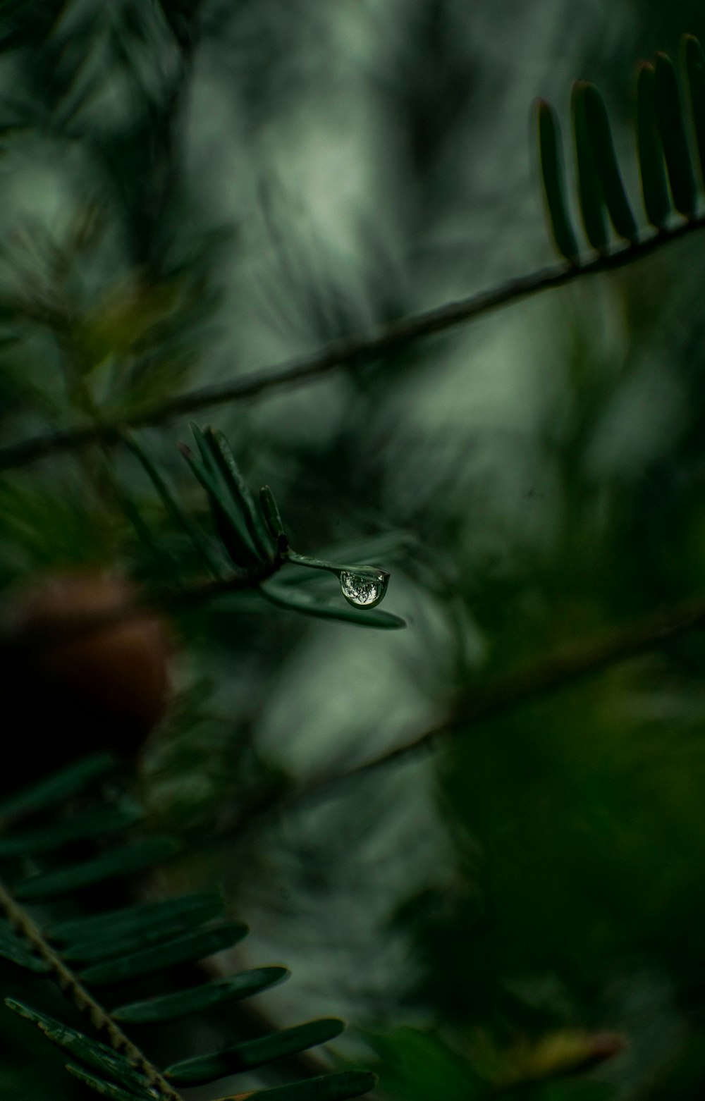 a drop of water sitting on top of a tree branch