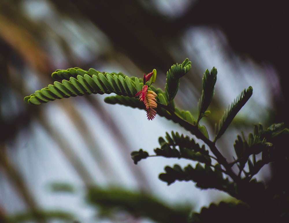 a close up of a leaf with a blurry background