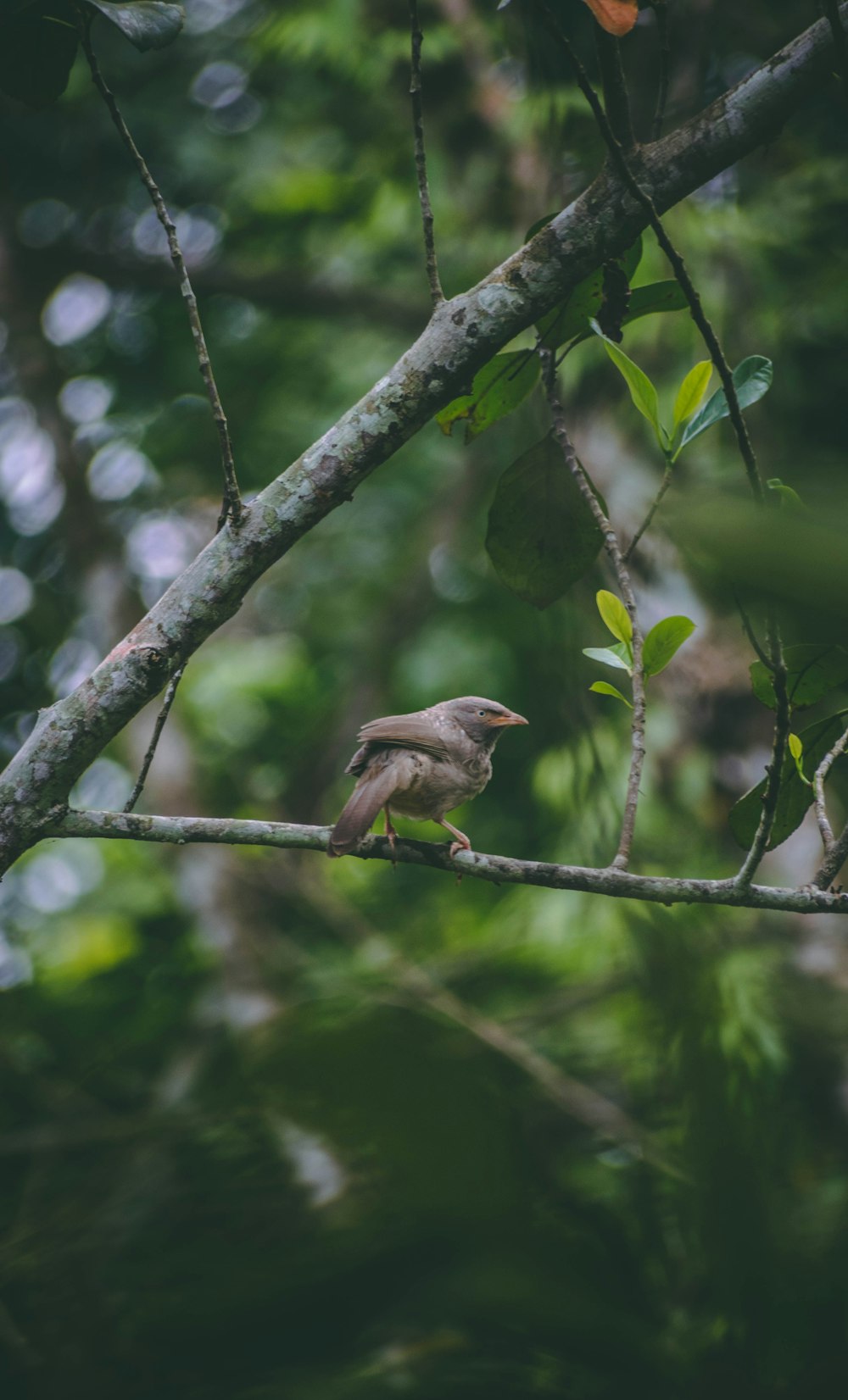 a small bird perched on a tree branch