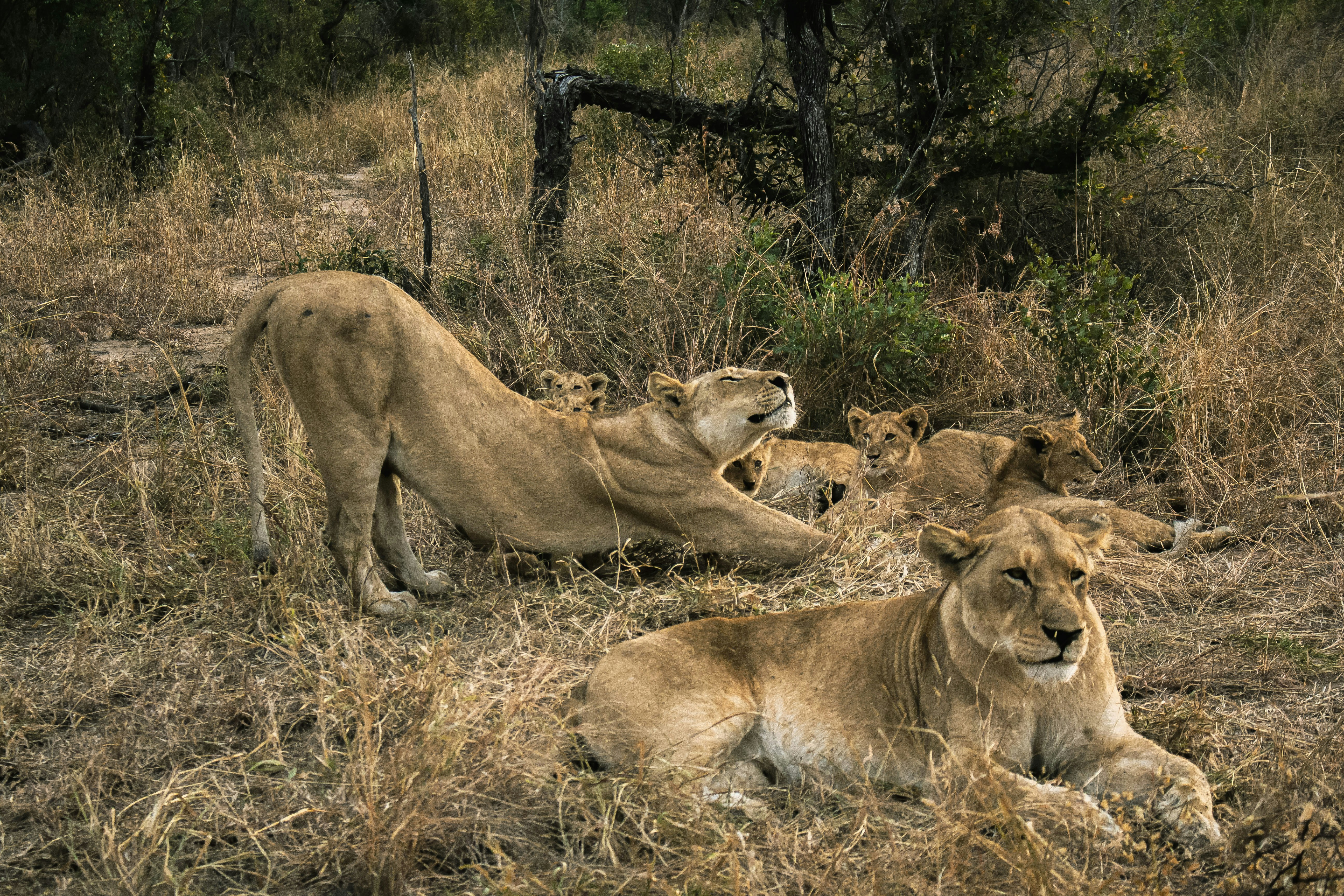 Lion Family in the afternoon - Kreuger National Park